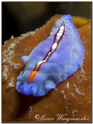 Racing Stripe Flatworm (Pseudoceros bifurcus) at Menjanga... by Marco Waagmeester 